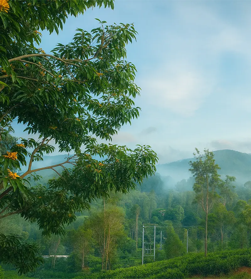 The Tea Tree Resort Sri Lanka